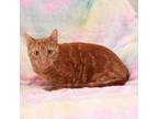 Adopt Thaddeus a Domestic Short Hair