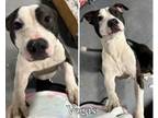 Adopt Vegas a Pit Bull Terrier
