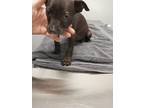Adopt Moe a American Staffordshire Terrier, Labrador Retriever