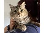 Adopt Kroger a Maine Coon