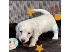 Dachshund Puppy for sale in Sebring, FL, USA