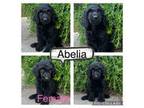 Abelia