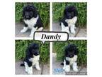 Dandy