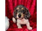 Dachshund Puppy for sale in Lovely, KY, USA