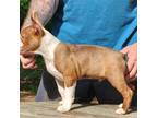 Boston Terrier Puppy for sale in Jamesville, NC, USA