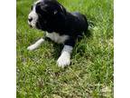 English Springer Spaniel Puppy for sale in Rock Valley, IA, USA