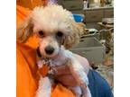 Poodle (Toy) Puppy for sale in Orange Grove, TX, USA