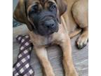 Great Dane Puppy for sale in Dandridge, TN, USA