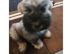 Schnauzer (Miniature) Puppy for sale in Garden City, GA, USA
