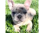 French Bulldog Puppy for sale in Pueblo West, CO, USA