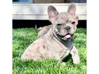 French Bulldog Puppy for sale in Pueblo West, CO, USA