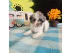 Poodle (Toy) Puppy for sale in Kutztown, PA, USA