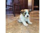 Zuchon Puppy for sale in Abbotsford, WI, USA