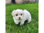 Zuchon Puppy for sale in Abbotsford, WI, USA