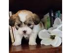 Zuchon Puppy for sale in Abbotsford, WI, USA