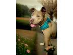 Adopt Magic a American Staffordshire Terrier