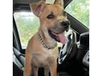 Adopt Bubuley a Carolina Dog