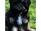 Shih-Poo Puppy for sale in Garyville, LA, USA