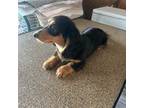 Dachshund Puppy for sale in Siler City, NC, USA
