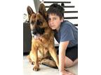 Adopt Pegasus a German Shepherd Dog