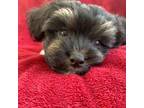 Havanese Puppy for sale in Cape Coral, FL, USA