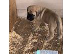 Great Dane Puppy for sale in Caryville, FL, USA