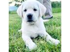 Labrador Retriever Puppy for sale in Laceys Spring, AL, USA