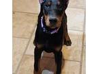 Doberman Pinscher Puppy for sale in Columbus, OH, USA