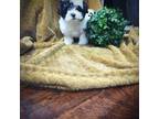 Mutt Puppy for sale in Millersburg, IN, USA