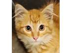 Adopt Vinny a Maine Coon, Domestic Long Hair