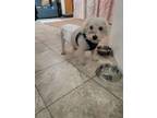 Adopt King a Bichon Frise