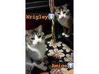 Adopt Wrigley and Amigo a Tabby, Abyssinian