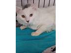 Adopt Marfil (means Ivory) a Domestic Medium Hair