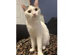 Adopt Roscoe a Domestic Short Hair