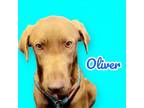 Adopt Oliver a Chocolate Labrador Retriever, Vizsla