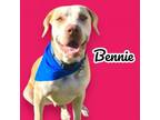 Adopt Bennie a Yellow Labrador Retriever