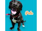 Adopt Pete a Beagle, Pit Bull Terrier