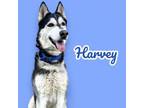 Adopt Harvey a Siberian Husky