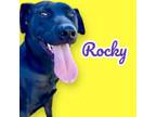 Adopt Rocky a Pit Bull Terrier