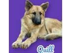 Adopt Quill - Foster Hold a German Shepherd Dog