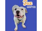 Adopt Jax - Adoption Pending a Pit Bull Terrier