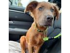 Adopt River a Retriever