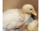 Adopt JAMES POND a Duck