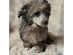 Poodle (Toy) Puppy for sale in Kite, GA, USA