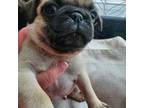 Pug Puppy for sale in Somerset, OH, USA