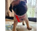Pug Puppy for sale in Somerset, OH, USA