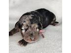 Catahoula Leopard Dog Puppy for sale in Doerun, GA, USA