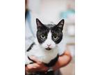 72591a Moon Pie-Pounce Cat Cafe Domestic Shorthair Adult Male