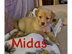 MIDAS, MILO and MURPHY Golden Retriever Puppy Male
