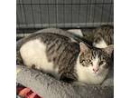 Colby Domestic Shorthair Young Male